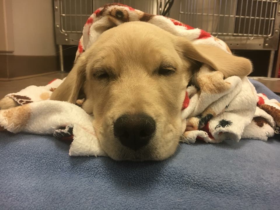 Recovering puppy