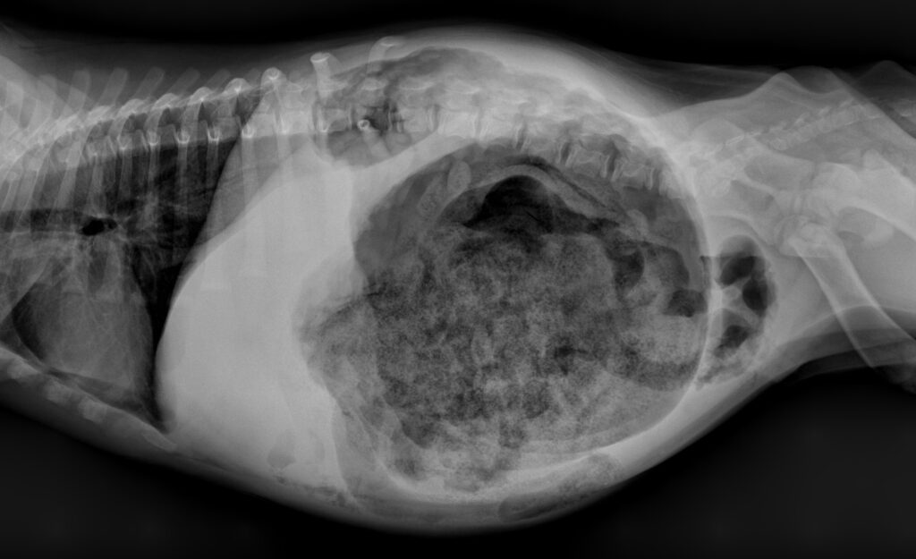 Image of 8 week old puppy with gastric bloat and volvulus